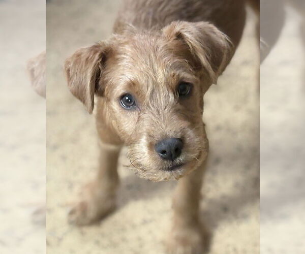 Medium Photo #2 Mutt Puppy For Sale in Andover, MN, USA