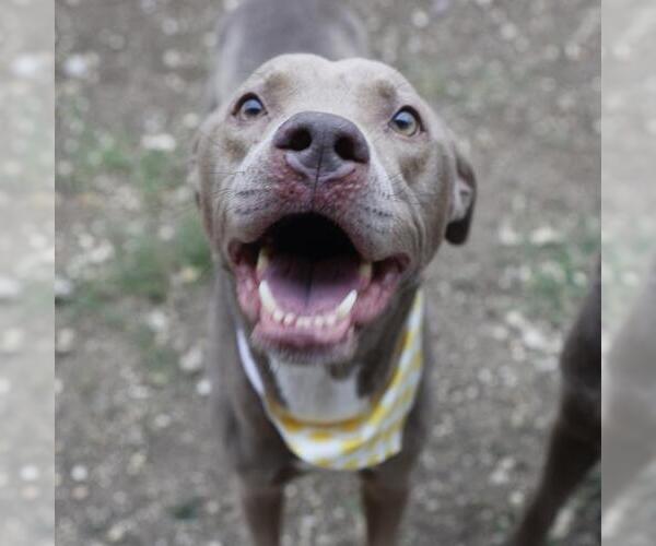 Medium Photo #1 Unknown-Weimaraner Mix Puppy For Sale in San Antonio, TX, USA