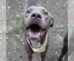 Unknown-Weimaraner Mix Dogs for adoption in San Antonio, TX, USA