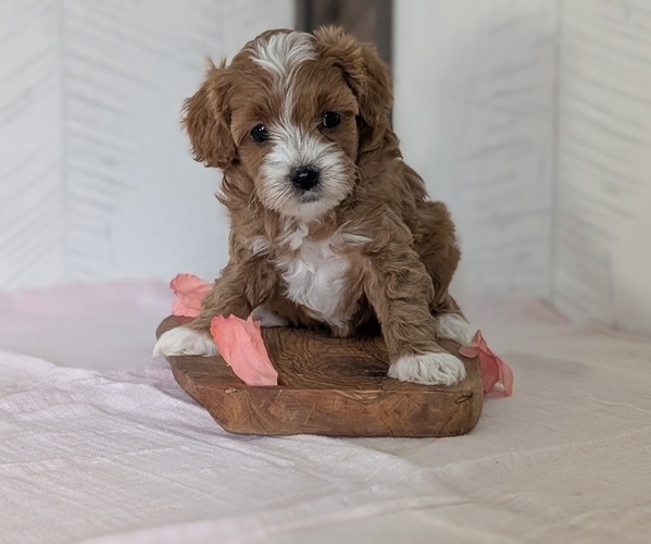 Medium Photo #14 Cavapoo (Miniature) Puppy For Sale in GOSHEN, IN, USA