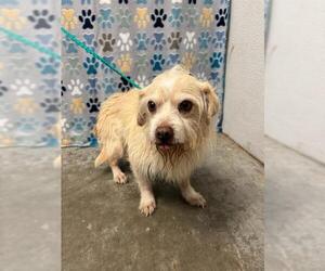 Poodle (Miniature)-Unknown Mix Dogs for adoption in Rosenberg, TX, USA