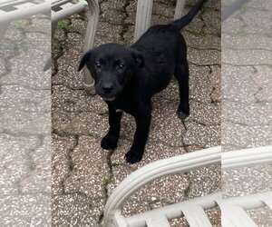 Labrador Retriever-Unknown Mix Dogs for adoption in Hillsboro, MO, USA