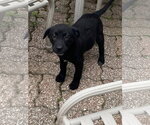 Small #2 Labrador Retriever Mix