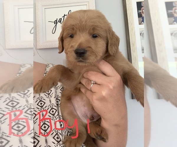 Medium Photo #2 Goldendoodle Puppy For Sale in MONTICELLO, IN, USA