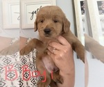 Small Photo #2 Goldendoodle Puppy For Sale in MONTICELLO, IN, USA