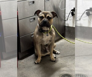 American Bulldog Dogs for adoption in Forestville, MD, USA