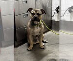 *BOBO - Male American Bulldog Dog for Adoption - Small photo