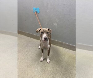 Mutt Dogs for adoption in Las Vegas, NV, USA