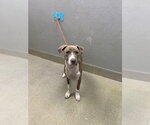 Small Mutt
