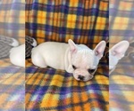 Small #11 Faux Frenchbo Bulldog