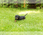 Small #3 Dachshund