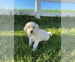Small Photo #3 Great Pyrenees Puppy For Sale in CANOGA, NY, USA