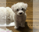 Small Bichon Frise