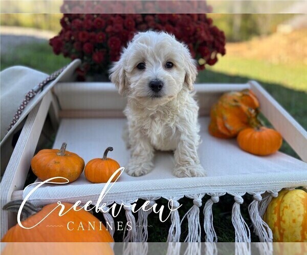 Medium Photo #10 Havachon Puppy For Sale in NIANGUA, MO, USA