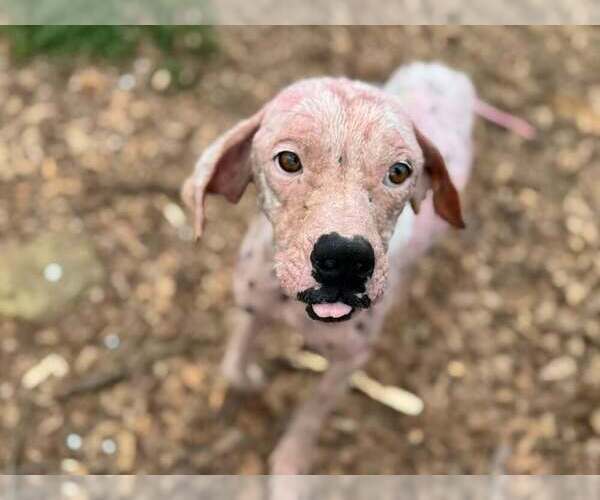 Medium Photo #7 Labrador Retriever-Unknown Mix Puppy For Sale in New York, NY, USA