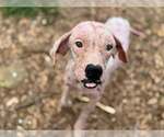 Small #6 Labrador Retriever Mix