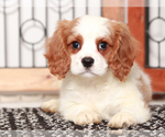 Image preview for Ad Listing. Nickname: Yogi