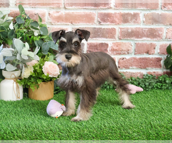 Medium Photo #11 Schnauzer (Miniature) Puppy For Sale in SYRACUSE, IN, USA