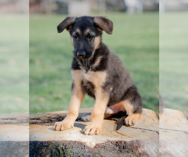 Medium Photo #1 German Shepherd Dog Puppy For Sale in PERRY, NY, USA