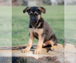 Small Photo #1 German Shepherd Dog Puppy For Sale in PERRY, NY, USA