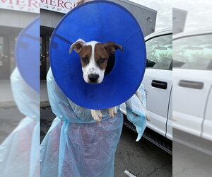 Boxer Dogs for adoption in Stockton, CA, USA