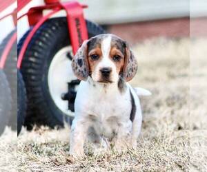 Beagle Puppy for sale in MYERSTOWN, PA, USA