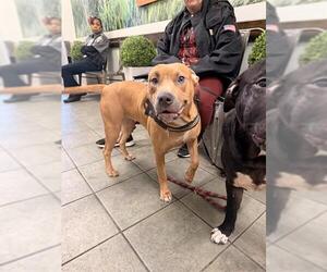 American Staffordshire Terrier-Unknown Mix Dogs for adoption in San Antonio, TX, USA