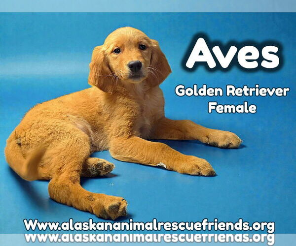 Medium Photo #6 Golden Retriever Puppy For Sale in Anchorage, AK, USA