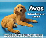 Small #5 Golden Retriever