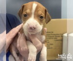 Small Beagle-Retriever  Mix
