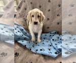 Puppy Henry Goldendoodle