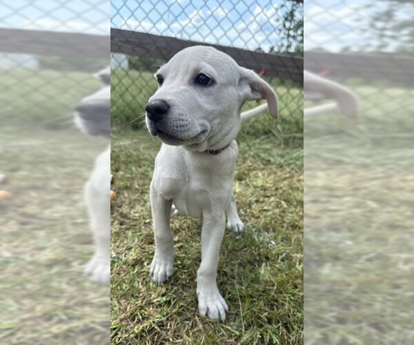 Medium Photo #4 Labrador Retriever Puppy For Sale in Tarrytown, GA, USA