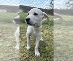 Small #3 Labrador Retriever