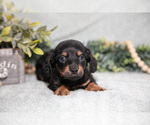 Small Photo #3 Dachshund Puppy For Sale in NAPPANEE, IN, USA