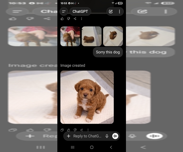 Medium Photo #6 Goldendoodle mix (+ Poodle Standard) Puppy For Sale in MILFORD, UT, USA