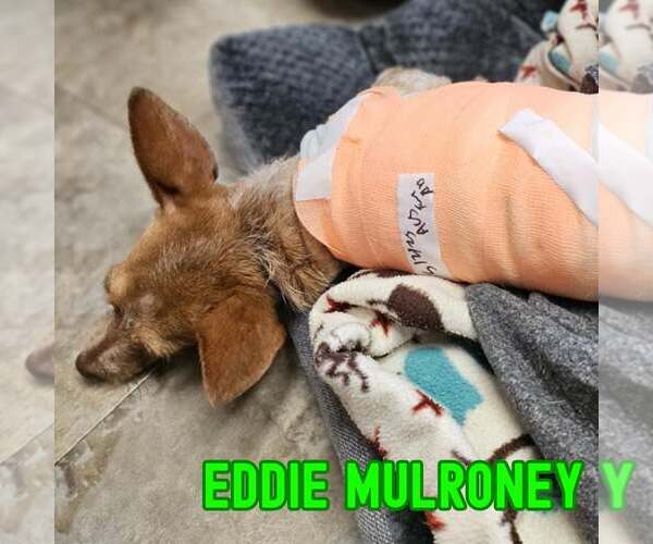 Medium Photo #7 Dachshund-Unknown Mix Puppy For Sale in San Antonio, TX, USA