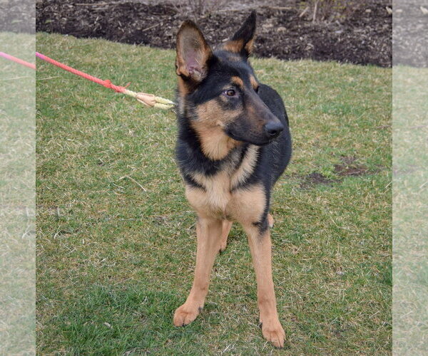 Medium Photo #3 German Shepherd Dog Puppy For Sale in Huntley, IL, USA