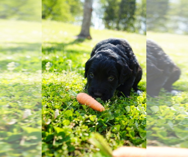 Medium Photo #20 Goldendoodle Puppy For Sale in MATTHEWS, NC, USA