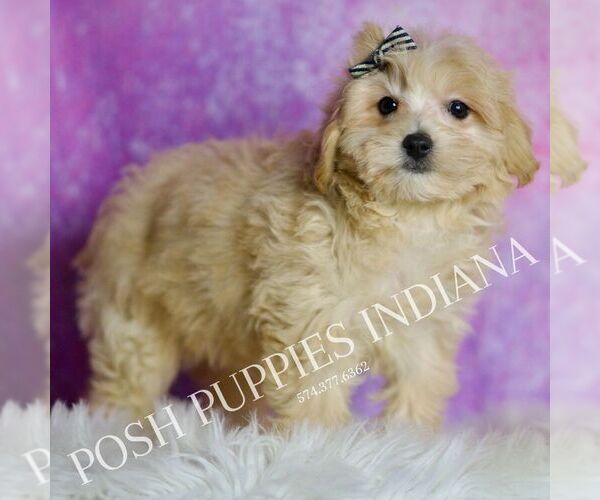 Medium Photo #114 Maltipoo (Miniature) Puppy For Sale in WARSAW, IN, USA