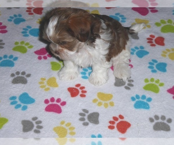 Medium Photo #15 Shorkie Tzu Puppy For Sale in ORO VALLEY, AZ, USA