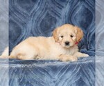 Small #2 Goldendoodle (Miniature)