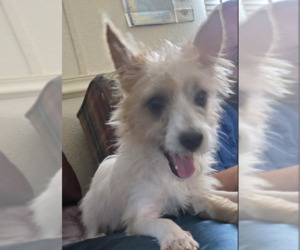 Mutt Dogs for adoption in Cranston, RI, USA