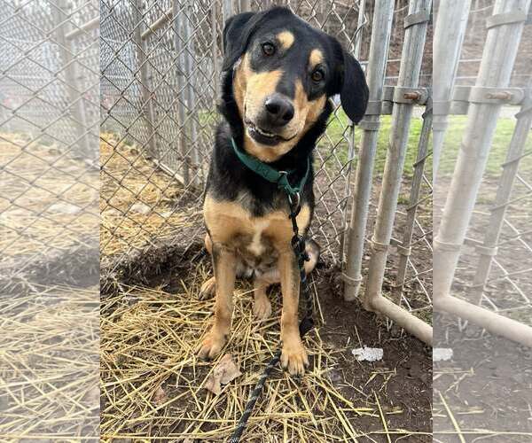 Medium Photo #2 Mutt Puppy For Sale in Hinton, WV, USA