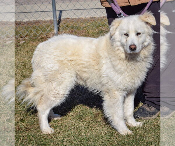 Medium Photo #2 Great Pyrenees Puppy For Sale in Huntley, IL, USA