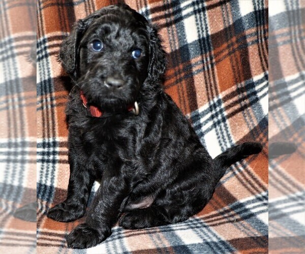 Medium Photo #1 Goldendoodle Puppy For Sale in LONG BEACH, WA, USA