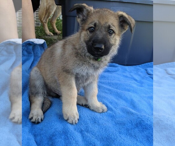 Medium Photo #3 German Shepherd Dog Puppy For Sale in AVILLA, IN, USA