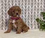 Small Photo #47 Cavapoo (Miniature) Puppy For Sale in GOSHEN, IN, USA