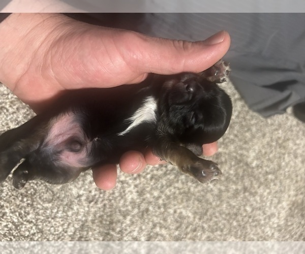 Medium Photo #4 Yorkshire Terrier Puppy For Sale in CORRY, PA, USA