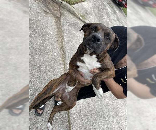 Medium Photo #1 Boxer Puppy For Sale in Houston, TX, USA