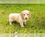 Puppy 1 Dachshund